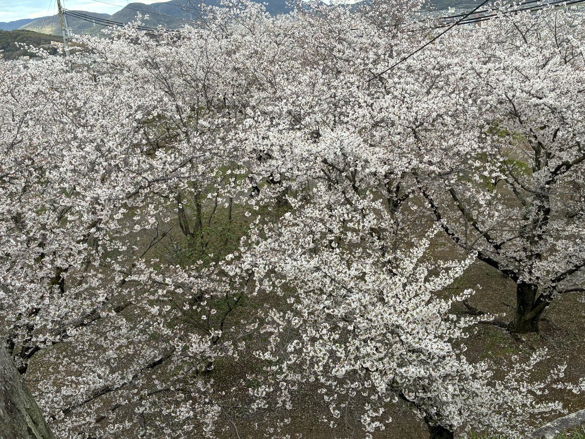 なてす。 tweet media