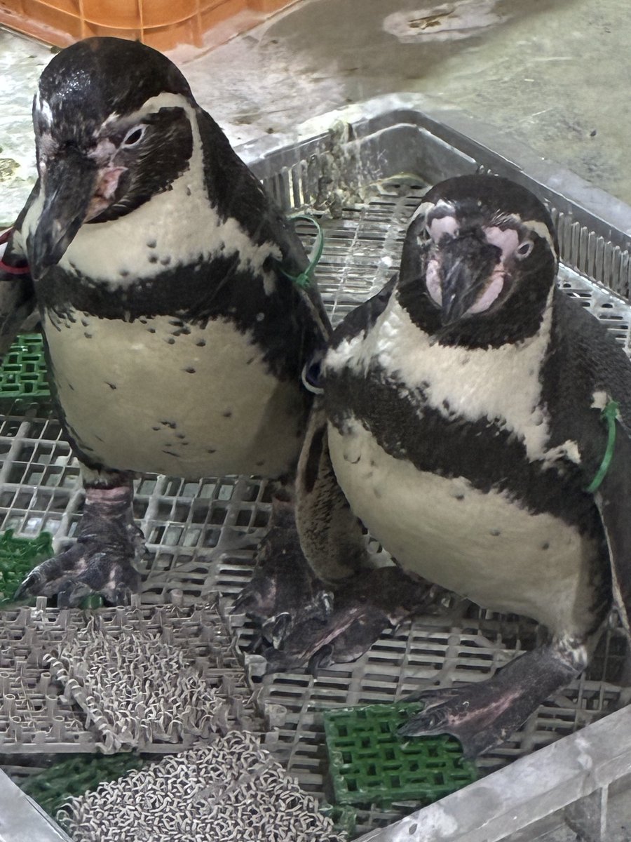 なてす。 tweet media