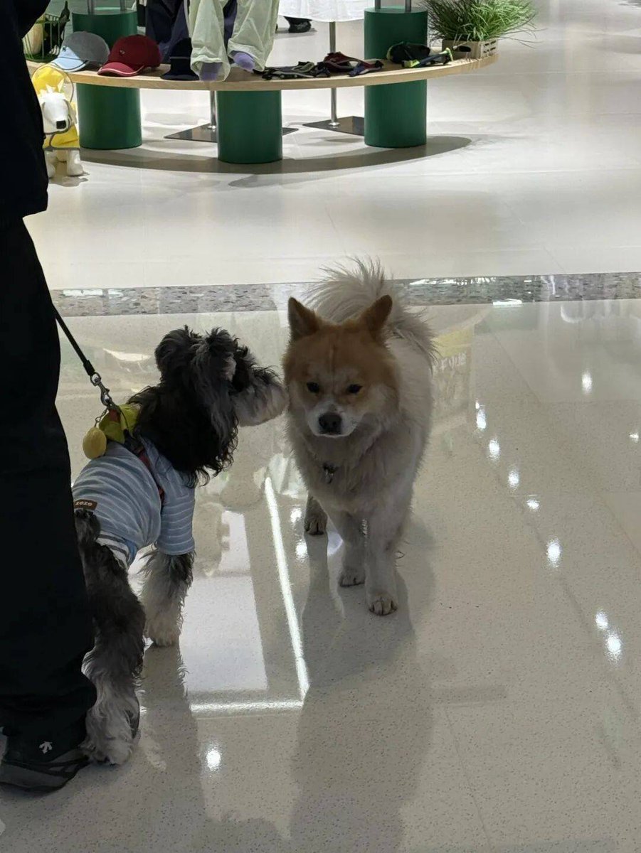 Patrick Blanc tweet media