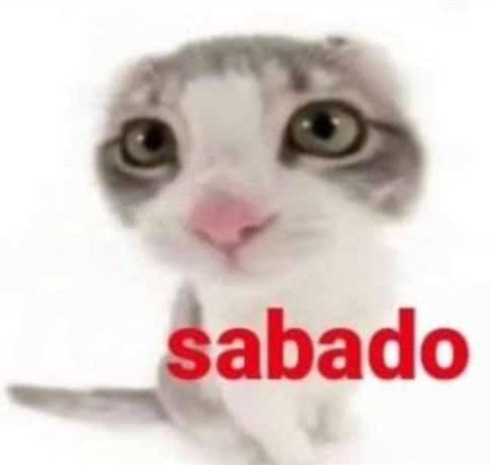 gatos fazendo gatices tweet media