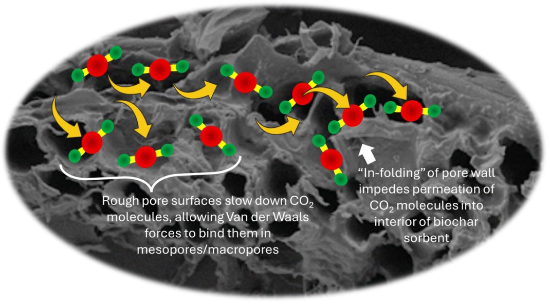 NEWCommunityNEW's tweet image. Biochar might be capturing CO₂ in ways we misunderstood.

We thought micropores do the work.
But this study shows meso and macropores also actively trap CO₂.

Rough pore surfaces slow gas flow, increasing adsorption.
#CarbonCapture #Biochar #ClimateTech

doi.org/10.1007/s42773…
