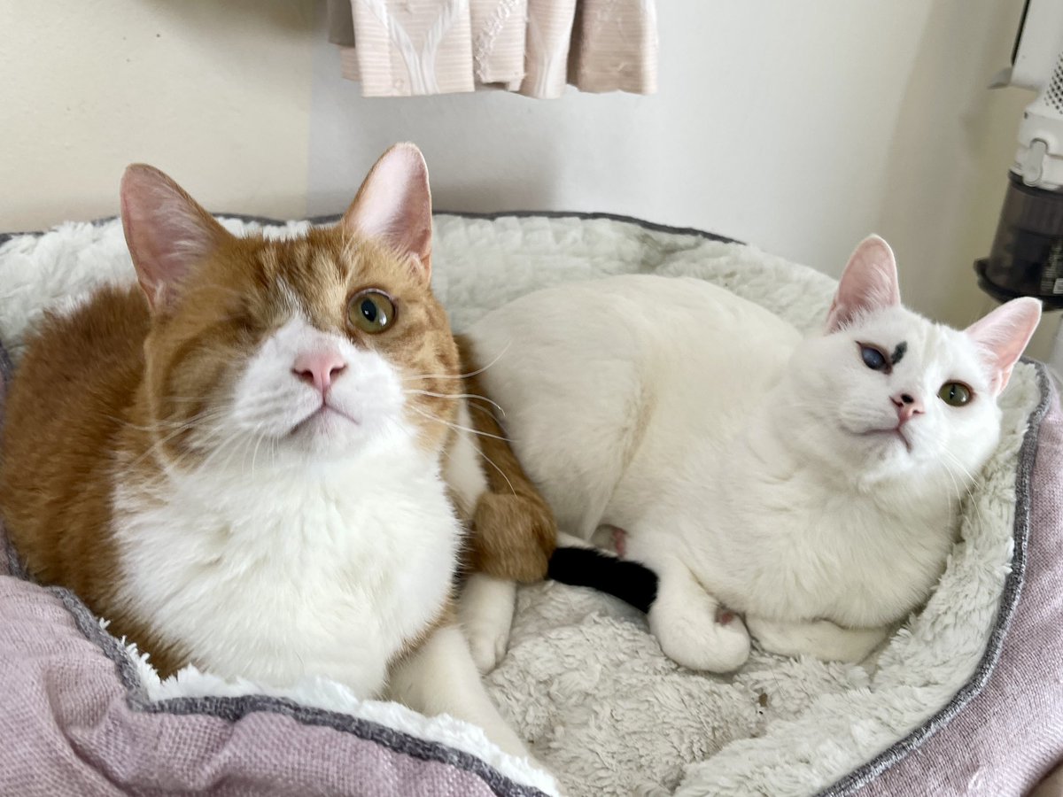 猫整体　キュベレイ tweet media