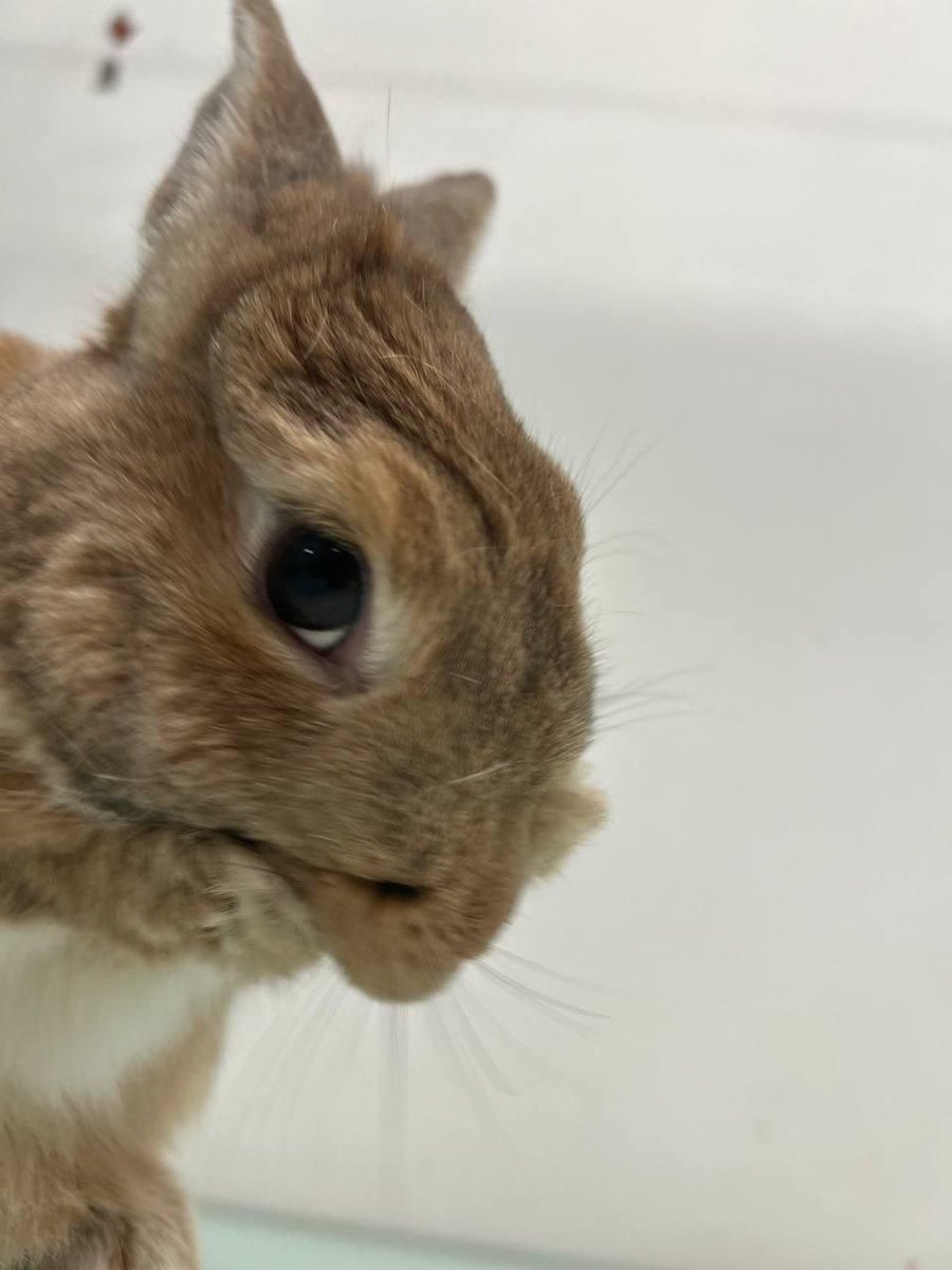 C🙀tless ★{🍊🐰}★ tweet media