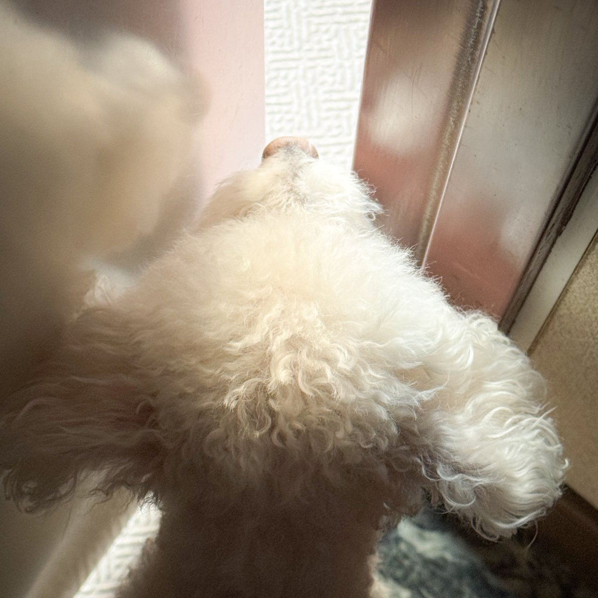 ꧁かあや꧂ tweet media