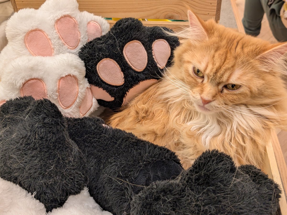 ディスト｜発達っ子と心の病のリアル tweet media