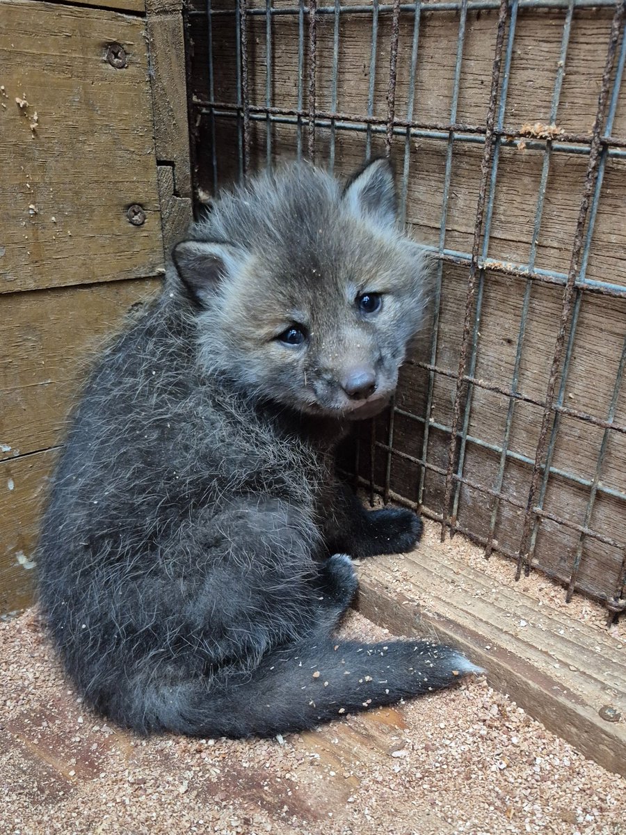 宮城蔵王キツネ村(公式)🦊 tweet media