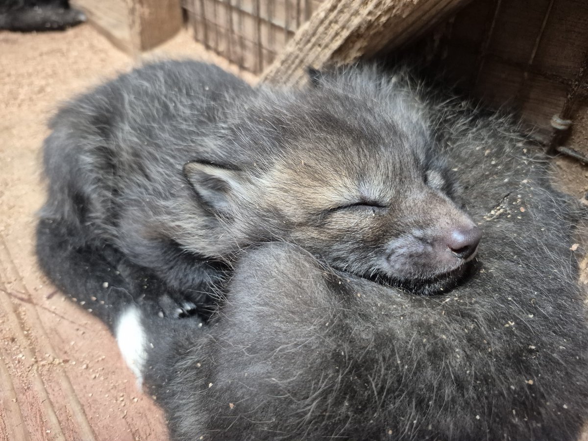 宮城蔵王キツネ村(公式)🦊 tweet media