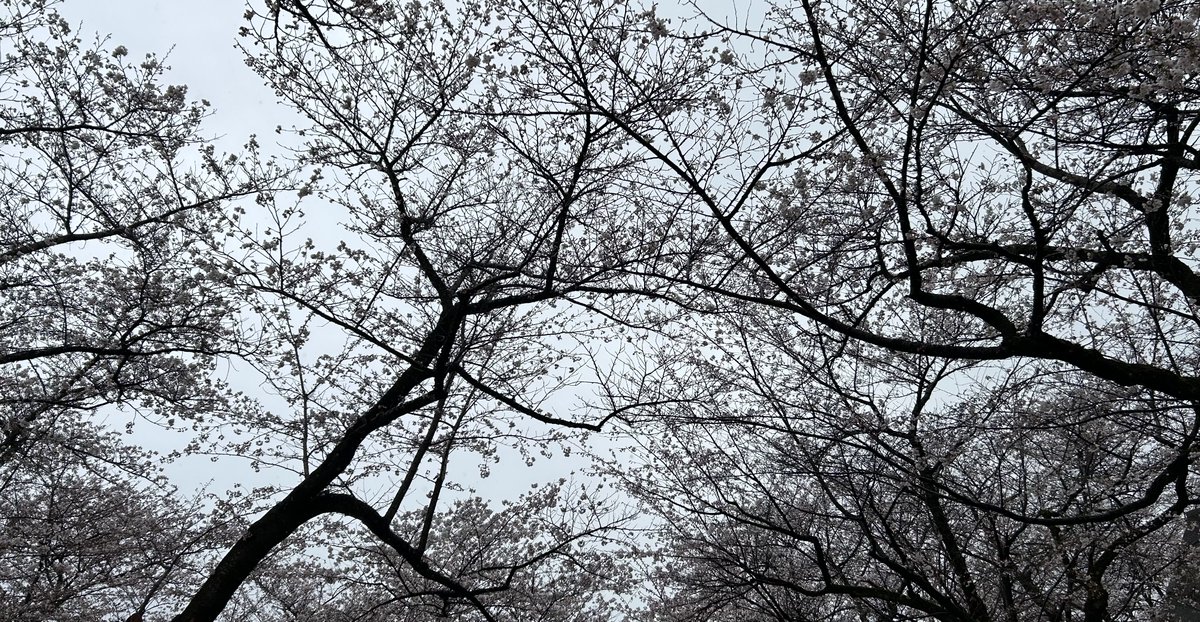 雨で写真どころじゃなく1枚しか撮れなかった…まだ満開ではなかったかな？また今度晴れたら改めてお花見したい…