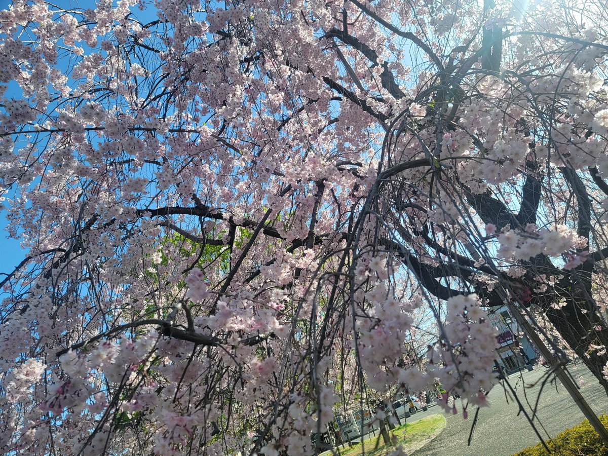 ぴあにぃ tweet media