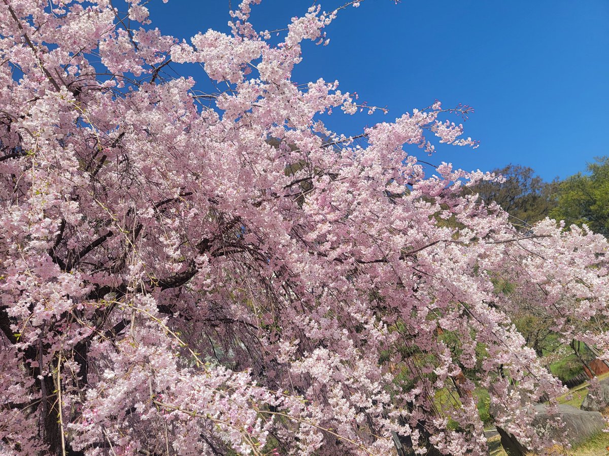 ぴあにぃ tweet media