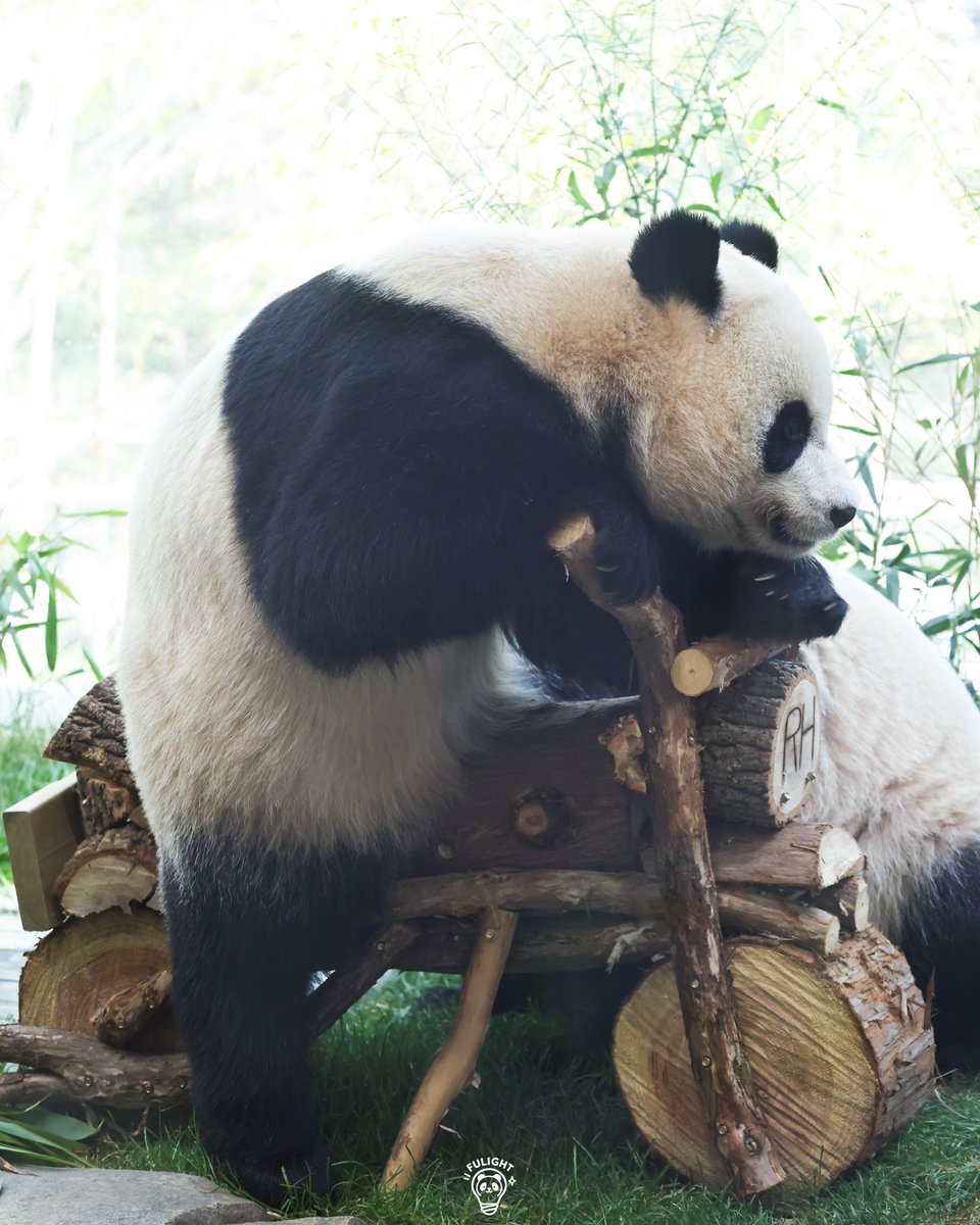 FULIGHT.BAO tweet media