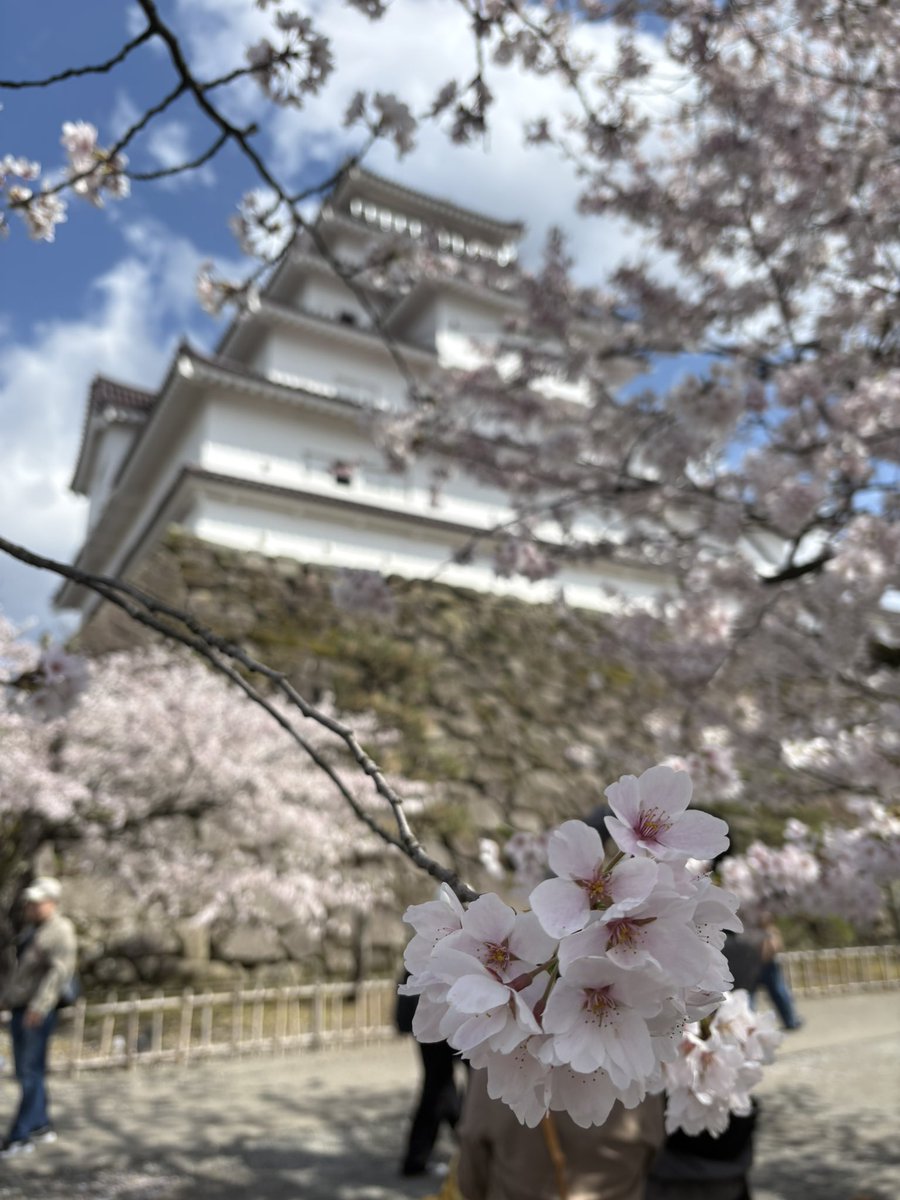 gaijintacle's tweet image. Imágenes del Castillo de Tsuruga, en Aizu-Wakamatsu (Fukushima), este 11 de abril. 🏯🌸

#Japón #Sakura