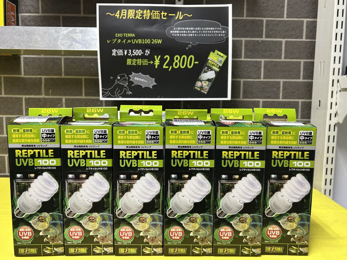 爬虫類倶楽部 大宮店 tweet media