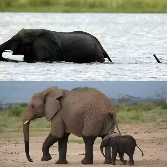 twaniimals's tweet photo. A baby elephant crosses the river with mom https://t.co/RaN3vYcjBD