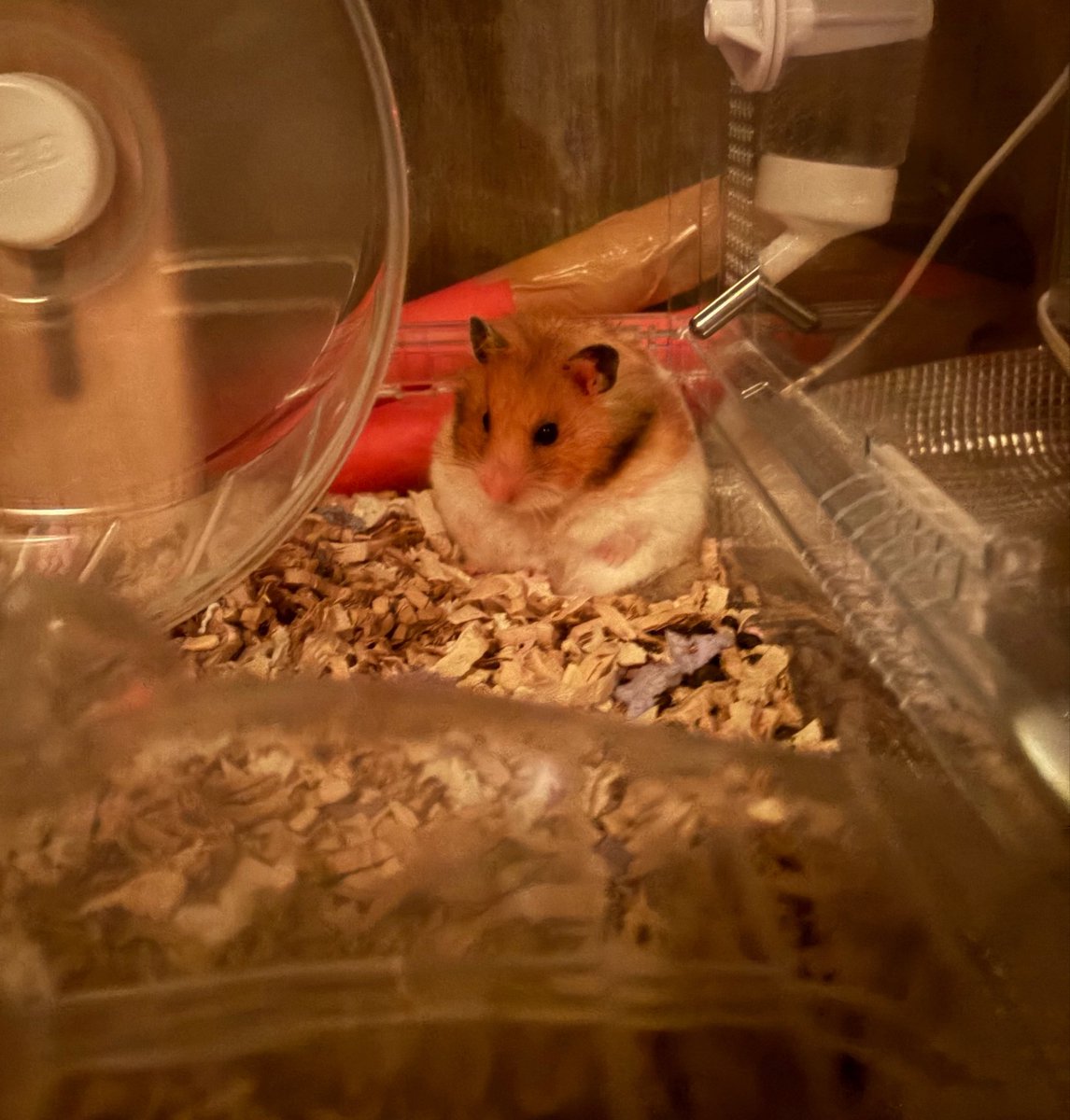 ちくわとムースの飼い主🐹🌷 tweet media