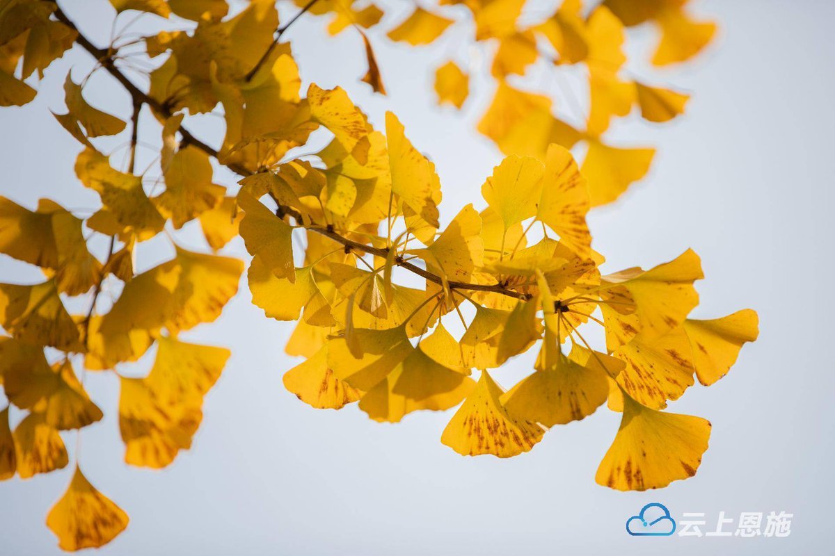 EngMena27's tweet photo. "Autumn breeze, falling leaves, warm coffee—perfect day to wander slowly. " https://t.co/a6uQqDW9cp