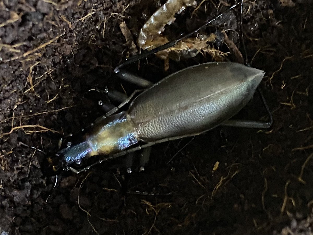 ホペイフリーク tweet media