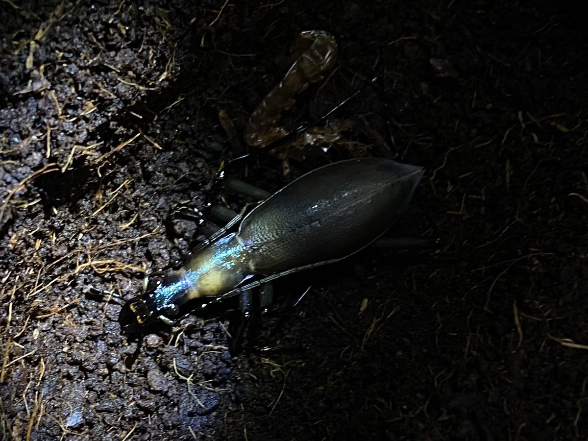 ホペイフリーク tweet media