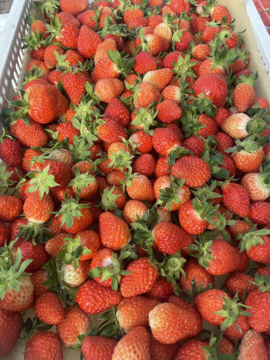 Jarantai Soyol-Erdene tweet media