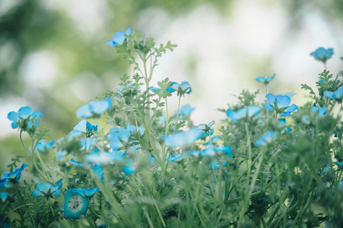pe_young35's tweet image. １割だけ咲いてたネモフィラ #Nikon