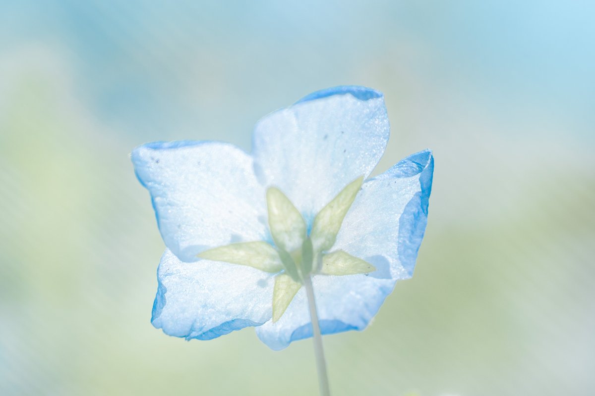 pe_young35's tweet image. １割だけ咲いてたネモフィラ #Nikon