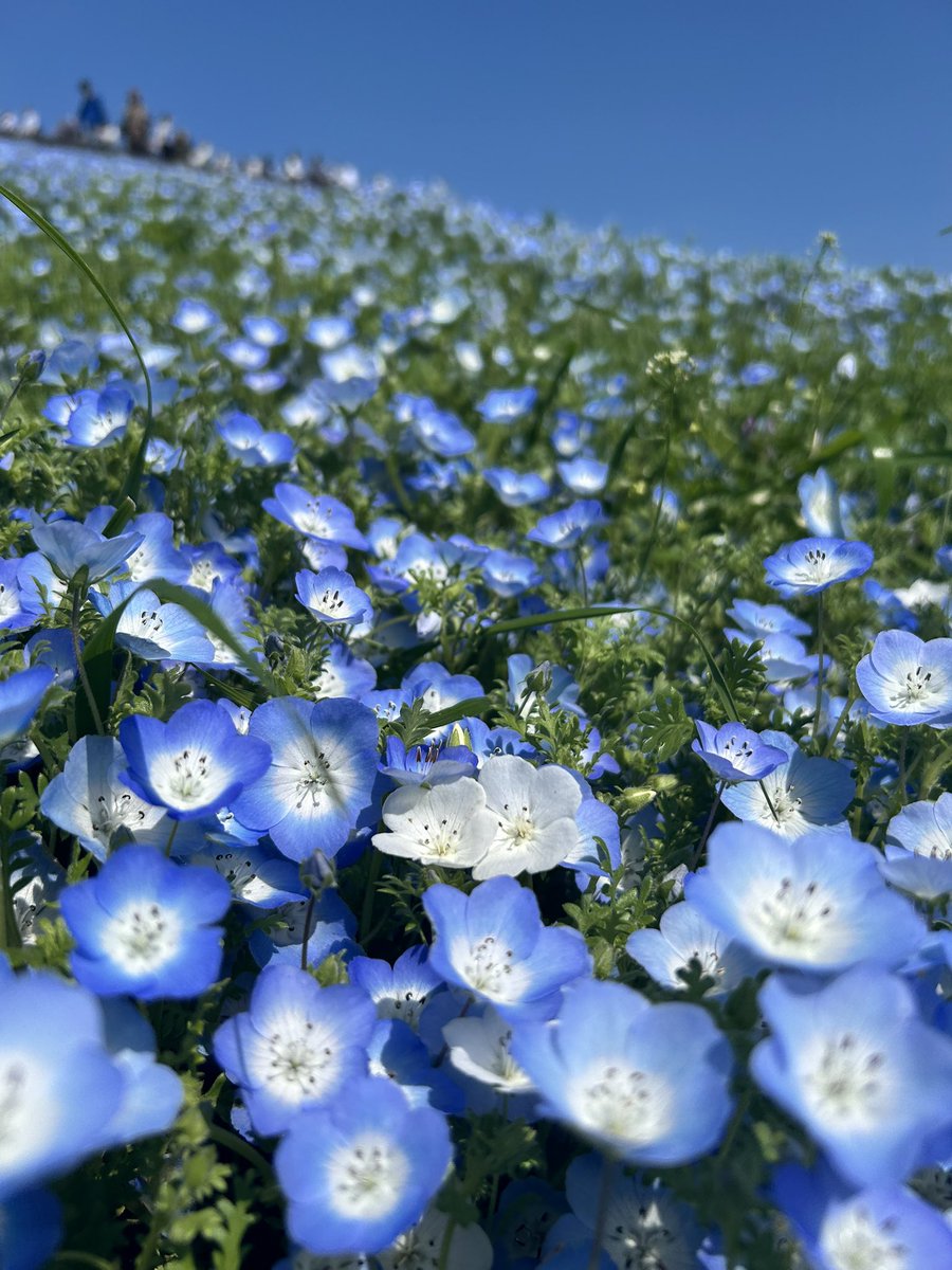 chobinium tweet media