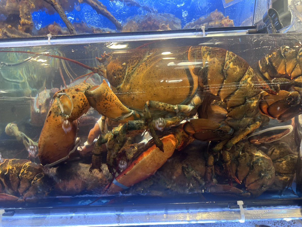 Shikikan AUG tweet media