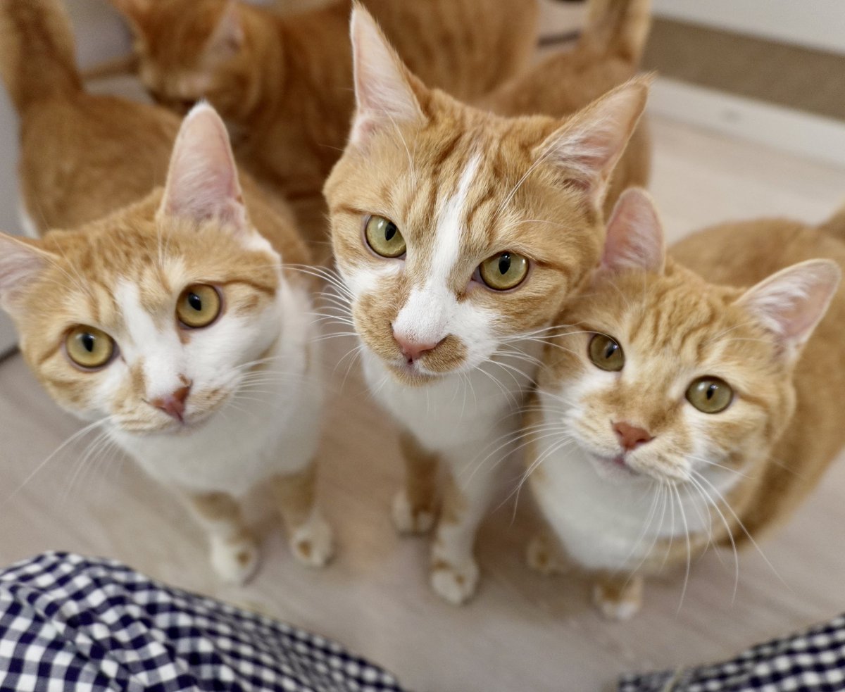 우동과 고명즈 tweet media