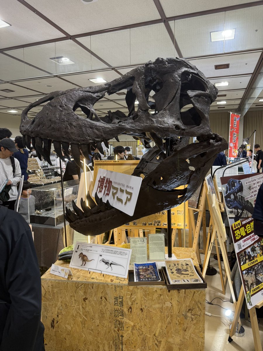 hakubutsumania's tweet photo. #博物マニア  1日目開催中☀️

博物マニアでは化石や標本が展示されており、中には買える化石も！
その他ロマンに溢れた恐竜・古代がテーマのグッズもぜひチェックしてみてください！ https://t.co/Sgfoy3fAfG