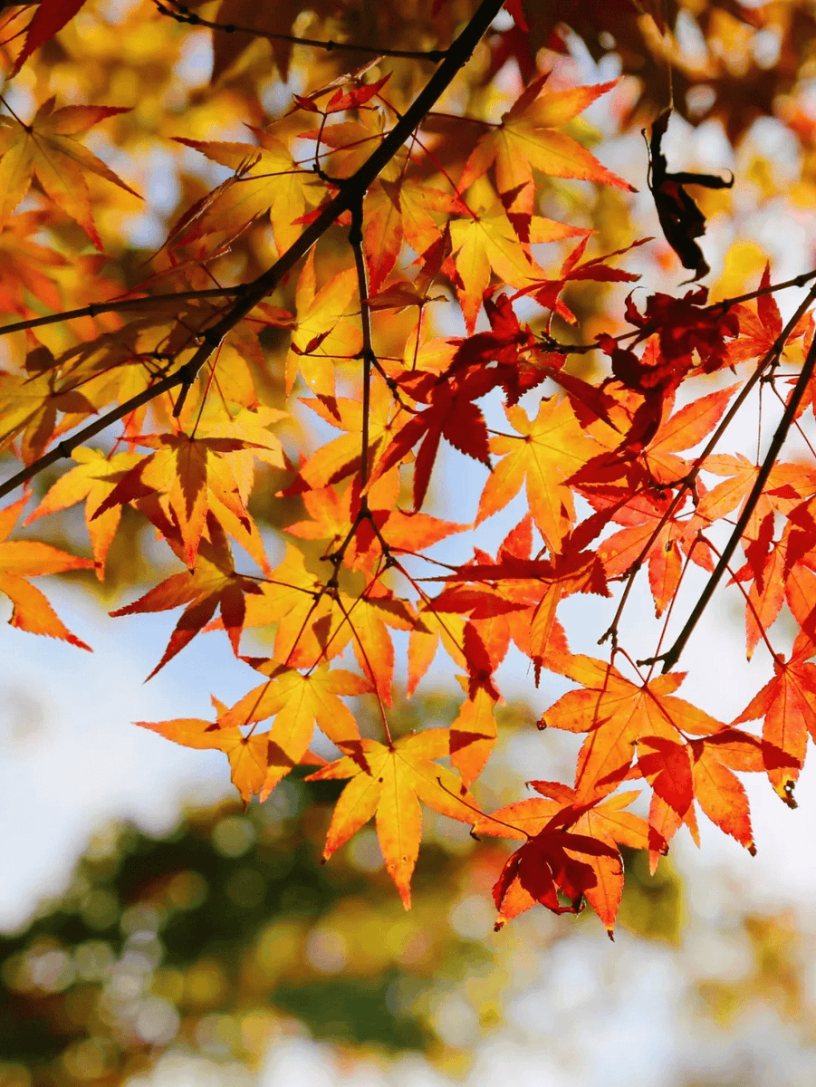 Mavis Kennedy tweet media