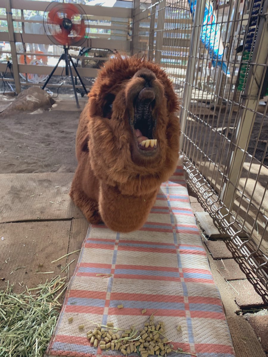 がおーーーーー🦁

（あくびです）