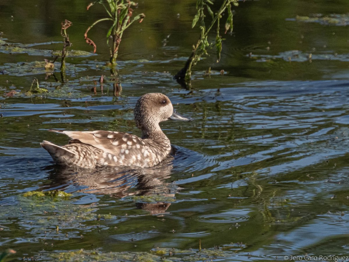 Pilar Esquinas tweet media