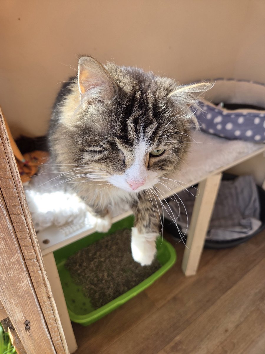 ShropsCatRescue's tweet image. #Caturday ~ Pip is offering you a paw &amp;amp; wishing you all a happy weekend whatever your problems may be xx😽🐾💐💗🫂 #inthecompanyofcats #villagelife #seniorcats #goldenoldies #catrescue