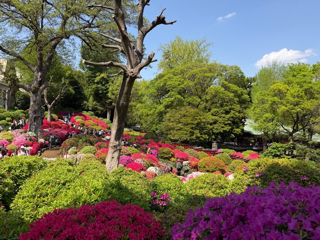 文京花めぐり公式【文京区観光協会・文京区共催】開花情報も随時発信中❣️ tweet media