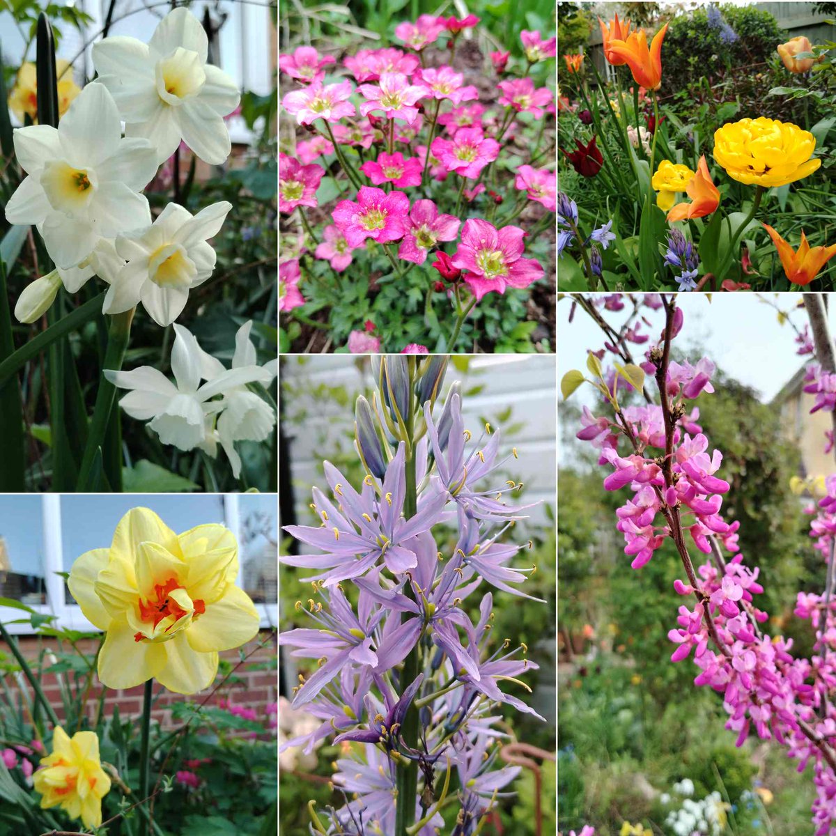 GraemeEdwards1's tweet photo. In today's #SixOnSaturday... a 'Silver Chimes' Narcissus, Saxifraga, Tulips, the pink flowers of a Cercis chinensis 'Avondale,' Camassia and a cheery 'Tahiti' https://t.co/aRKMCCaBap https://t.co/CqPpIskiZg