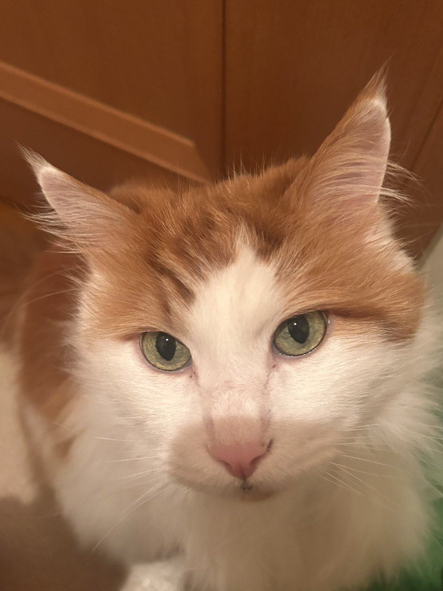 JPと名乗る人物から詐欺電話がかかってきた。
「ご用件をどうぞ。」と言うので「いやいや、そちらから掛けてきたのだからご用件をどうぞ」とご用件をどうぞの応酬となり、
「この通話は録音してます」と言ったら切られた。あの言葉遣いと会話の内容じゃ騙せないよ。基本的なCS研修受けたほうが…🫣