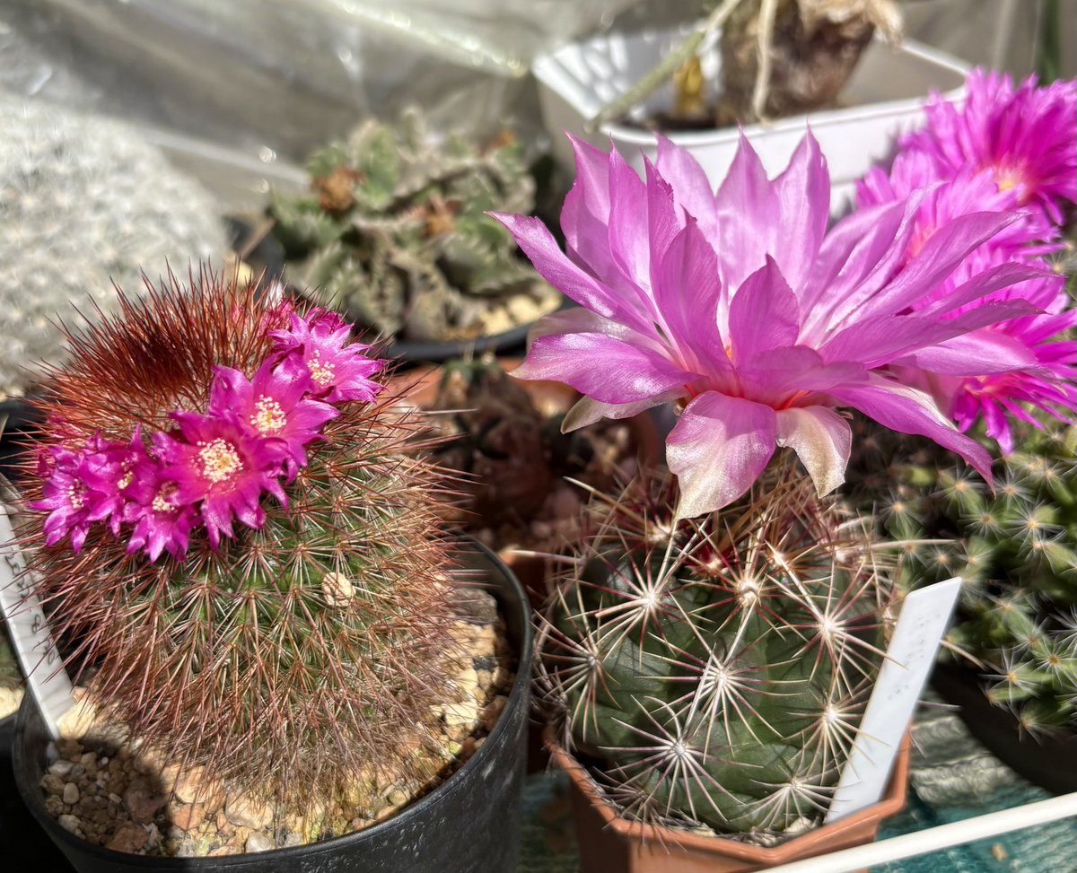 ちい(pi) tweet media