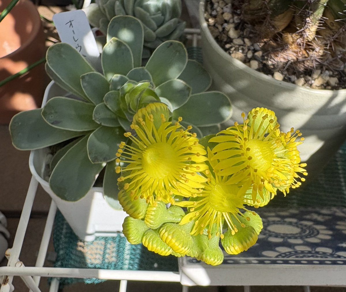 ちい(pi) tweet media