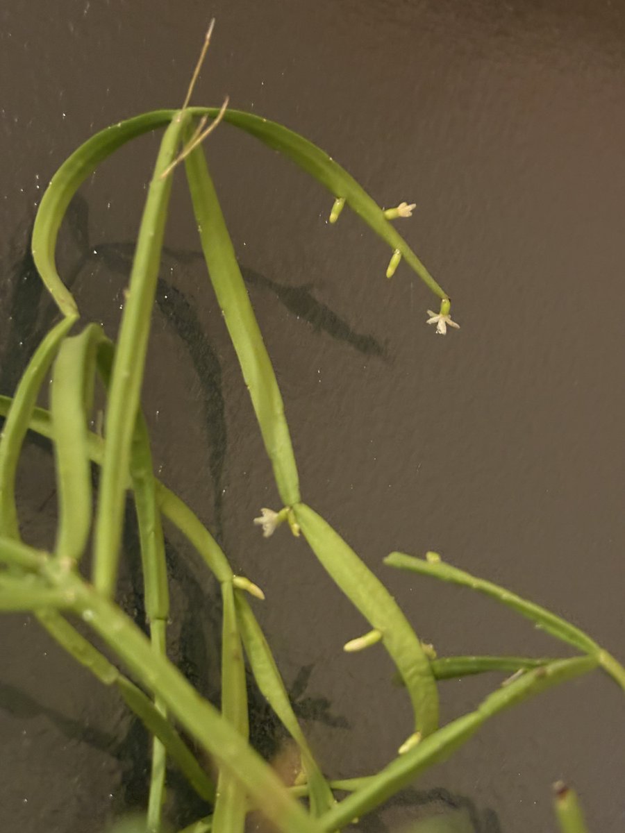 ちい(pi) tweet media