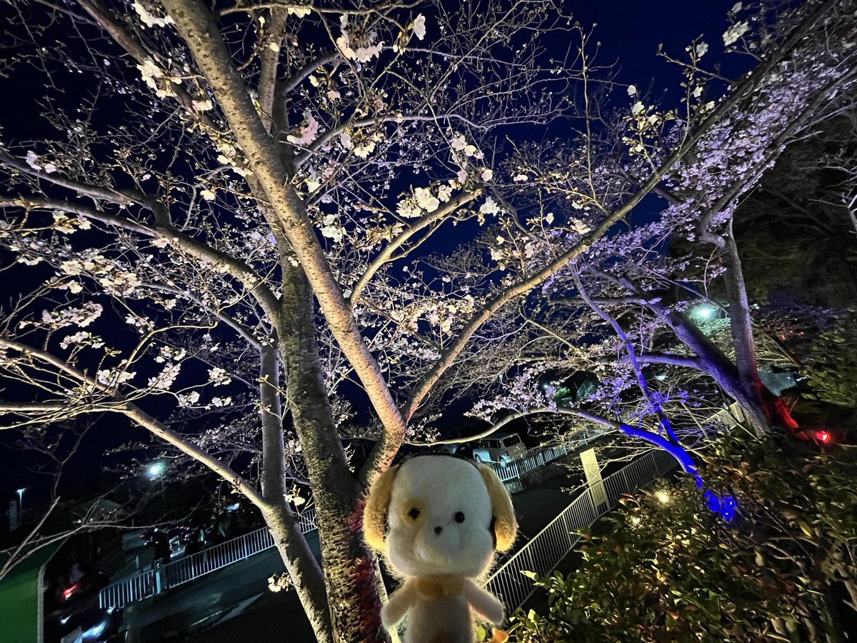 info_p1c's tweet photo. 今日まで
桜のライトアップしているよ🐾
#敦盛桜 
#夜桜
＃照明音響 https://t.co/xo7gOfnEFi