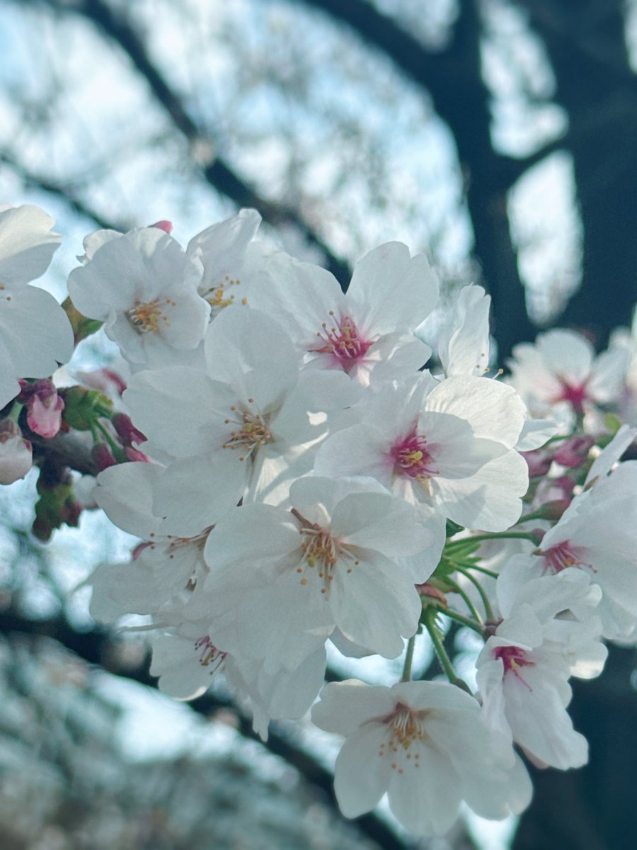 fotolyunn's tweet photo. 最近はもっぱらスマホしか持ち歩いてない🥹️
これは2週間前の桜。中央がピンクになってるのが色っぽくて好き。散る前らしい https://t.co/qC2xA6dtie