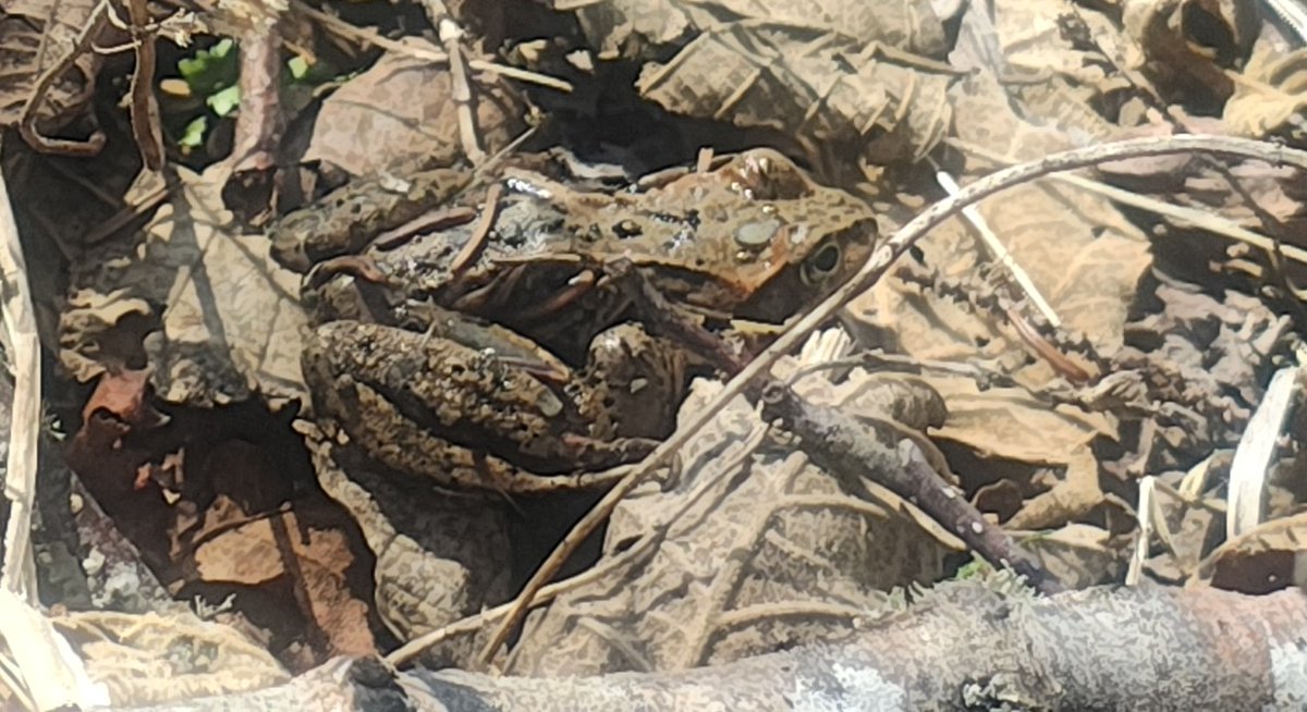 りんこ@杉田病 tweet media