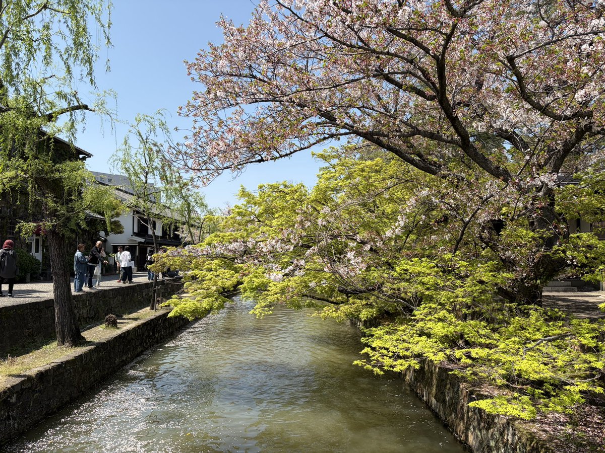 tam2_work's tweet photo. 諦めていた西日本の桜🌸

まさかの倉敷でたくさん見られて嬉しい！！✨ https://t.co/hE3qwx98Vj