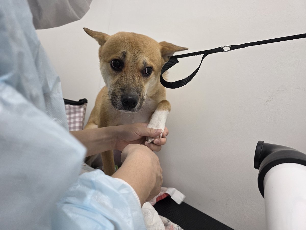 じゅん@まろ&こむぎ tweet media