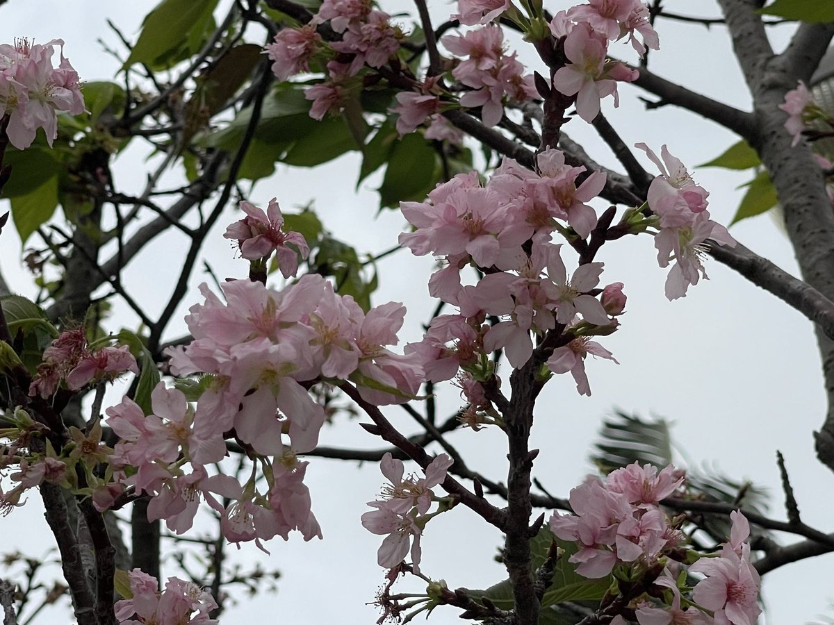 Argent白銀 tweet media