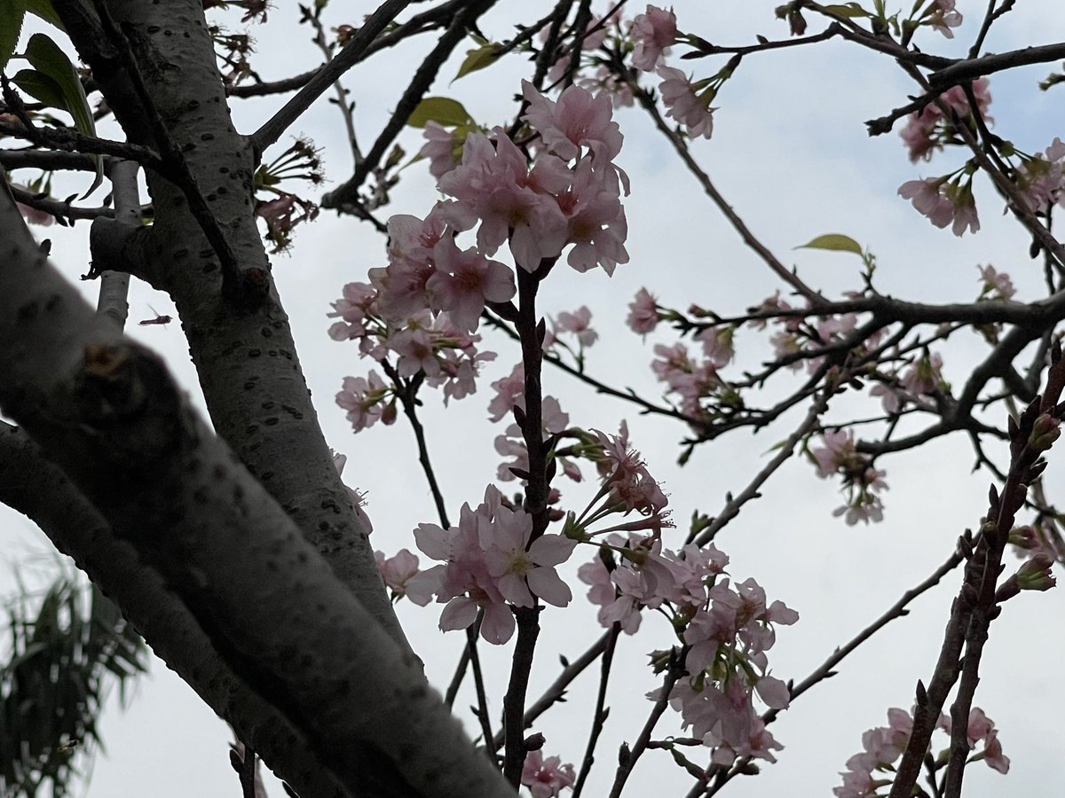 Argent白銀 tweet media