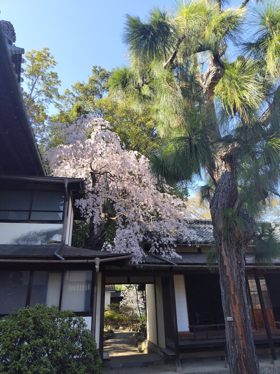 瑞暁鸞 tweet media