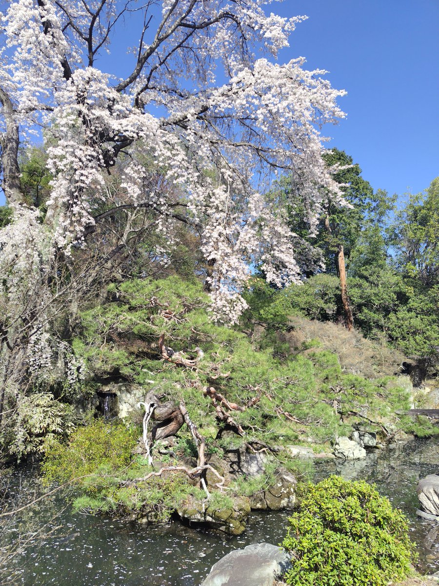 瑞暁鸞 tweet media