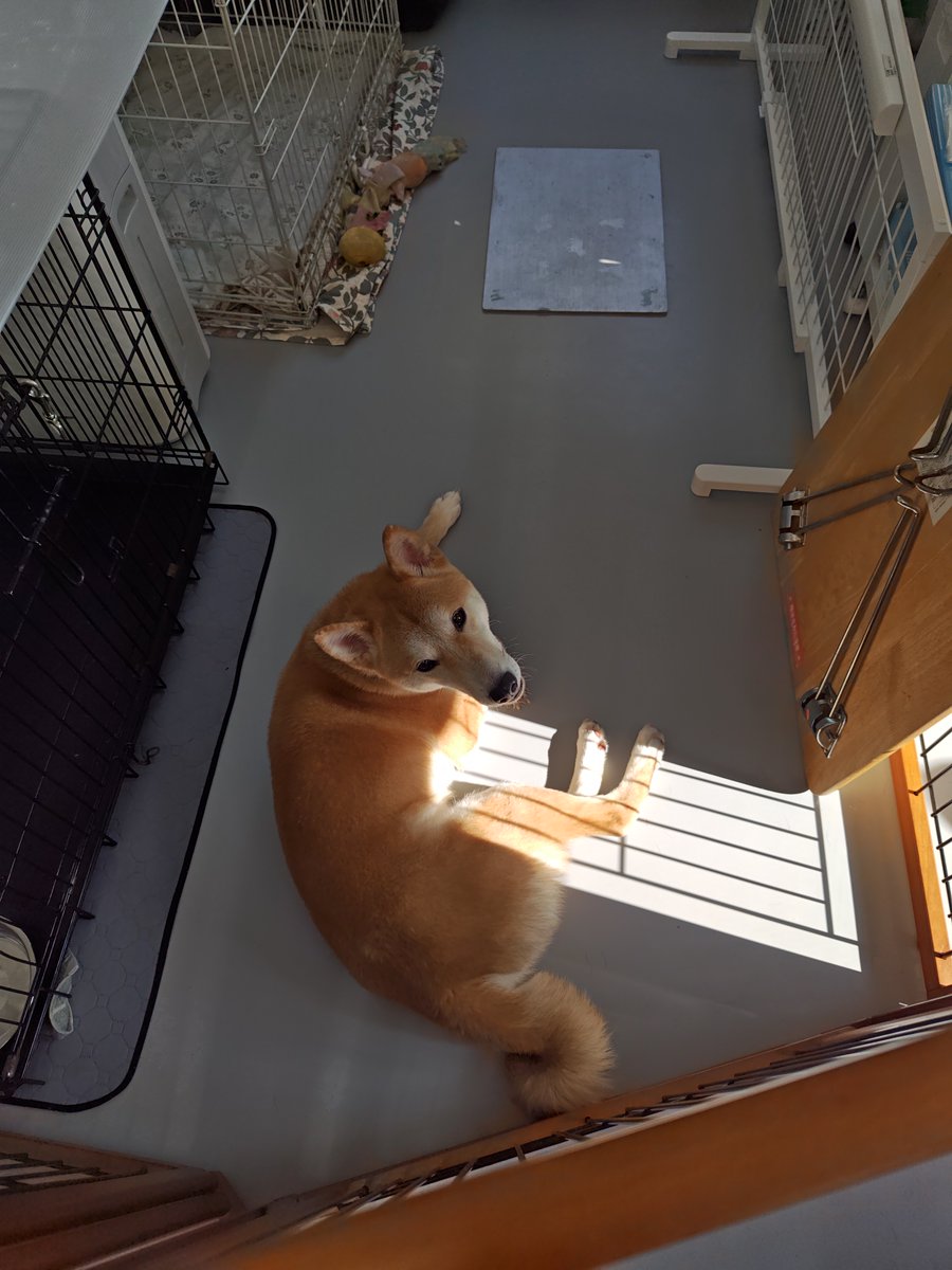 (公式)公益社団法人 日本聴導犬推進協会 tweet media