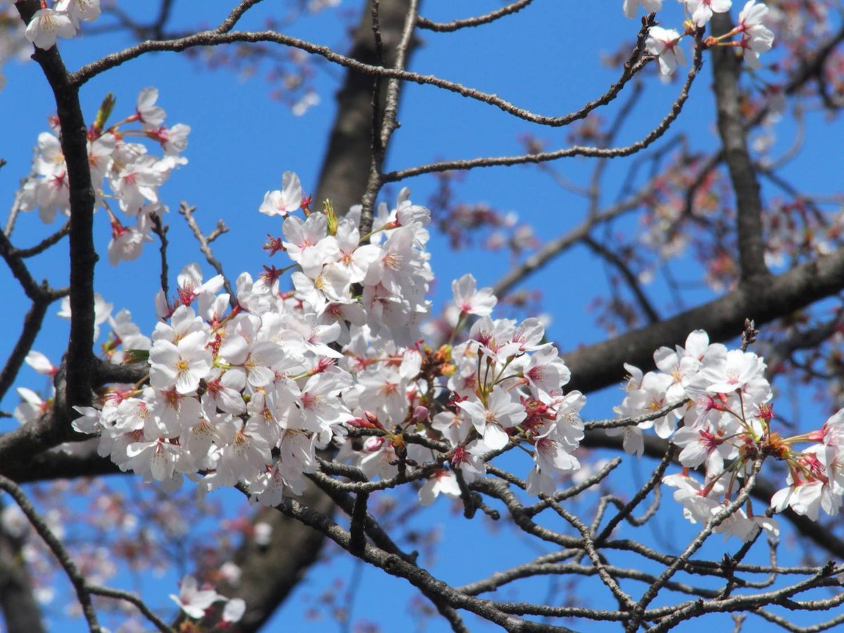 suno (すの) tweet media